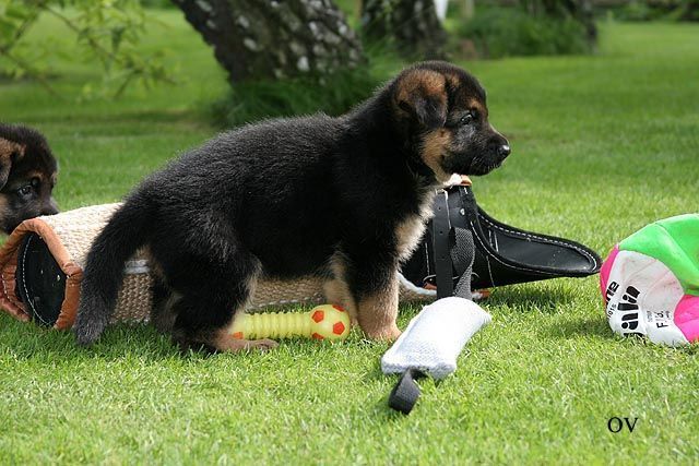 Um cachorro precisa ser socializado mesmo com um cachorrinho