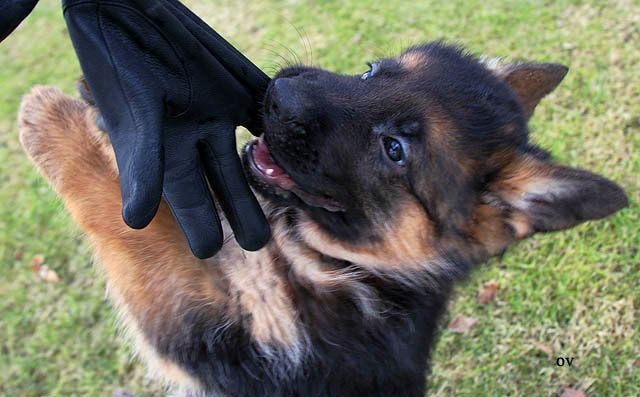 Comunicação com outros animais