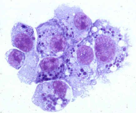 Patógenos da anaplasmose humana (Anaplasmataceae familiar)