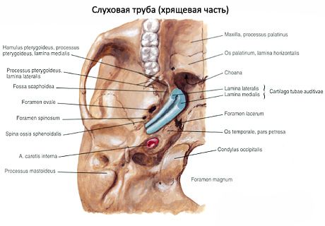 Trompa auditiva (eustáquica)