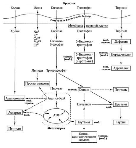As formas de troca de mediadores eo papel da barreira hematoencefálica no metabolismo (em: Shepherd, 1987)