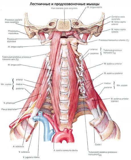 Músculos profundos do pescoço