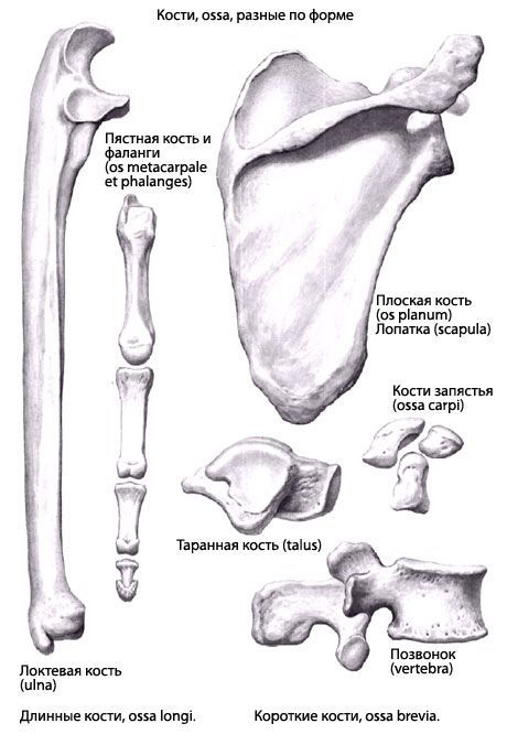 Tipos de ossos