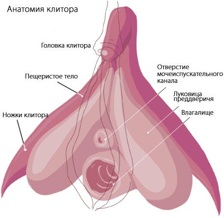 Anatomia do clitóris