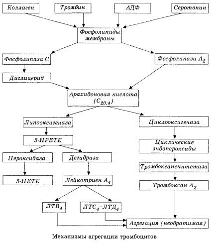O estágio inicial da hemocoagulação e o mecanismo da homeostase da hemocoagulação local