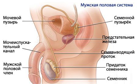 Anatomia e fisiologia do sistema reprodutor masculino