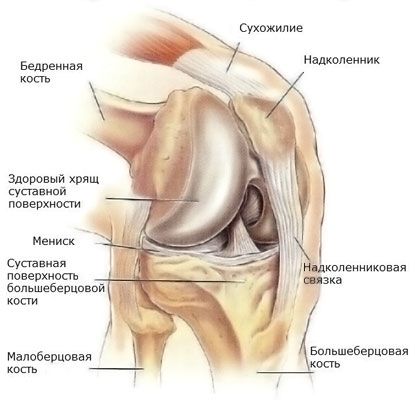 Meniscus da articulação do joelho