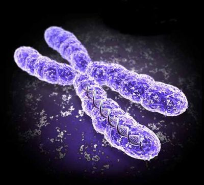 A causa da enxaqueca é a mutação do cromossomo X