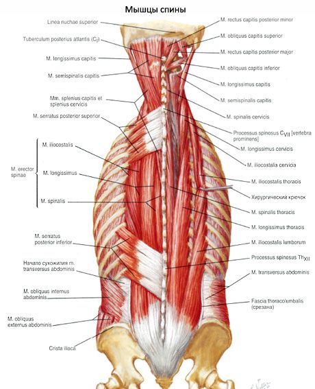 Músculos das costas