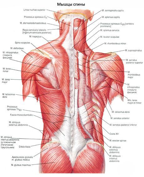 Músculos das costas