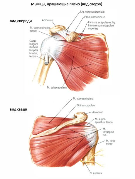 Músculos musculares e subagudos