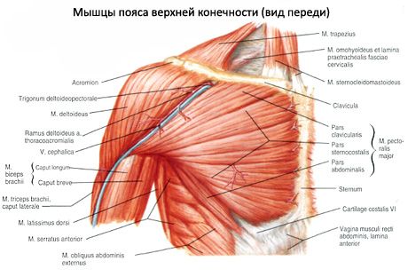 Músculos da mama