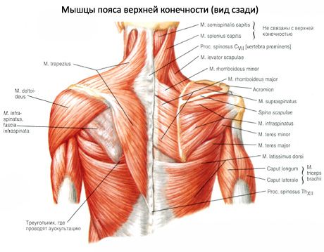 Músculos musculares e subagudos