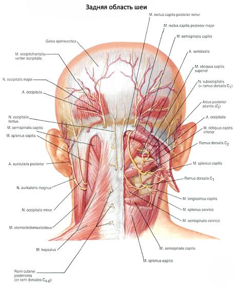 Músculos nasais do pescoço