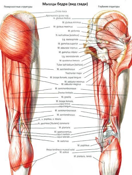 Músculos da pelve (músculos da cintura pélvica)