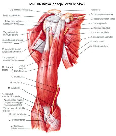 O braço do bíceps (bíceps do ombro)