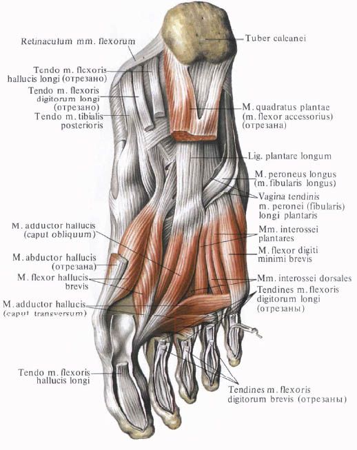 Músculos do pé