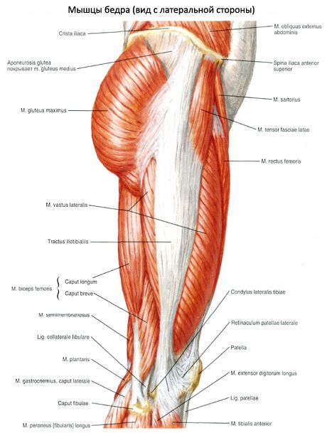 Músculos da pelve (músculos da cintura pélvica)