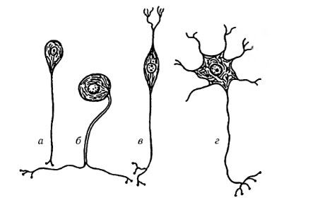 Tipos de células nervosas