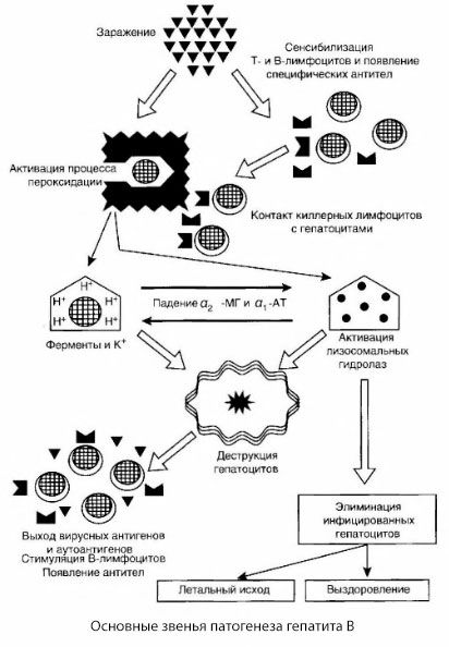 A patogênese da hepatite B