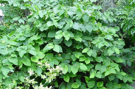 Cava é produzido a partir da raiz do arbusto (Piper methysticum)