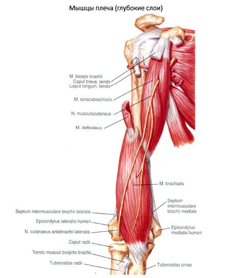 O músculo biliar-humeralis (m.coracobrachialis)
