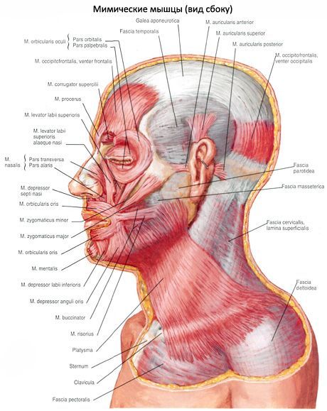 O músculo subcutâneo do pescoço (platysma)