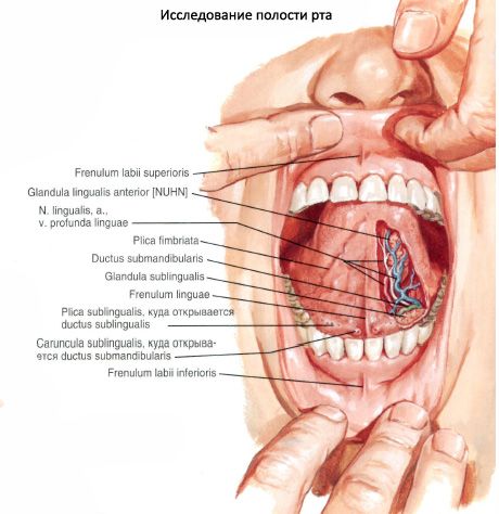 Glândula salivar sublingual