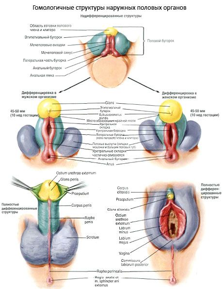 Estruturas homólogas dos órgãos genitais externos