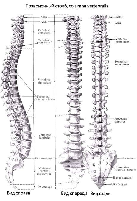Coluna vertebral (coluna vertebral)