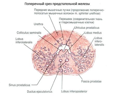 Estrutura da próstata