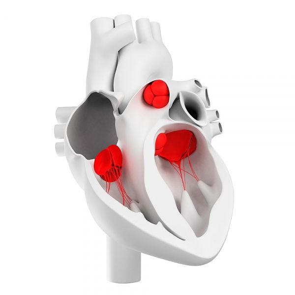 Válvulas cardíacas e sua estrutura morfológica