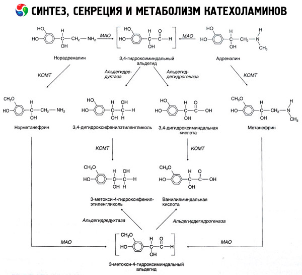 Адреналин обмен веществ. Инактивация норадреналина биохимия. Метаболизм катехоламинов схема. Метаболизм катехоламинов биохимия. Синтез и секреция катехоламинов.