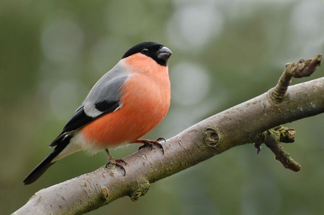 Os cientistas pensaram sobre os benefícios das aves selvagens