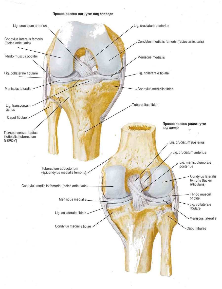 Ligamentos nas articulações do joelho