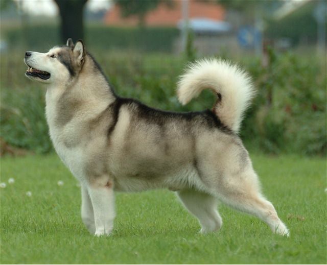 Malamute gigante do Alasca