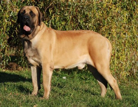 Mastiff inglês antigo