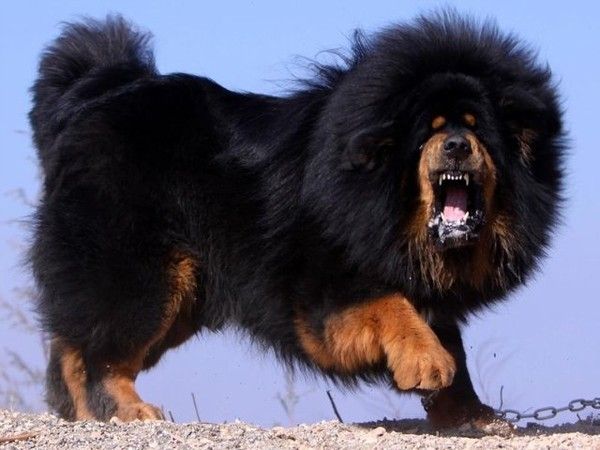 Mastiff tibetano