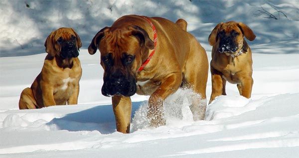 Mastiff sul-africano ou Boerboel