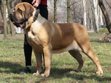 Mastiff espanhol