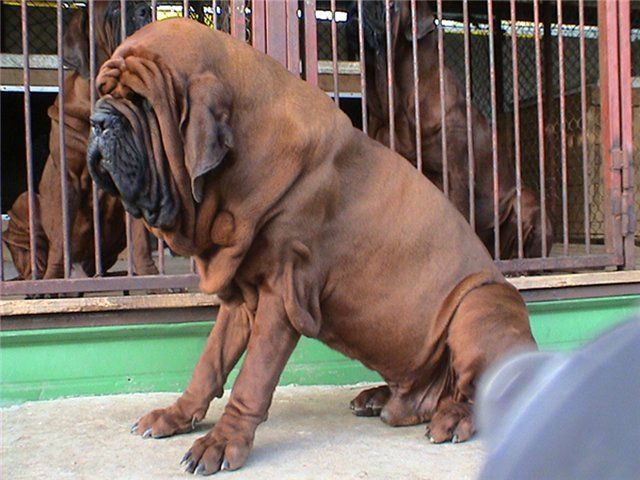 Mastiff coreano