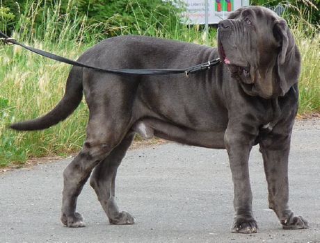 Mastiff napolitana