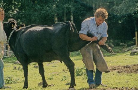 Mestre de pedicure para vacas