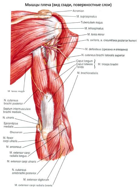 O músculo ulnar