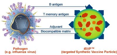 Uma vacina sintética complexa baseada em moléculas de DNA