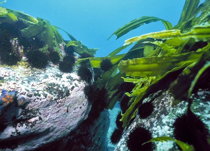 Se restaurarmos a população de lontras de mar, então, por sua vez, reduzirão o número de ouriços do mar, o que significa que a laminaria se tornará maior.