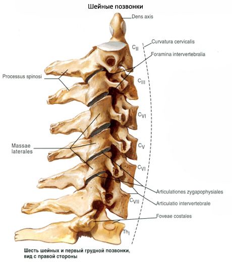 Vértebras Cervicais Anatomia Estrutura Função