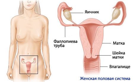 Anatomia e fisiologia do sistema reprodutivo feminino