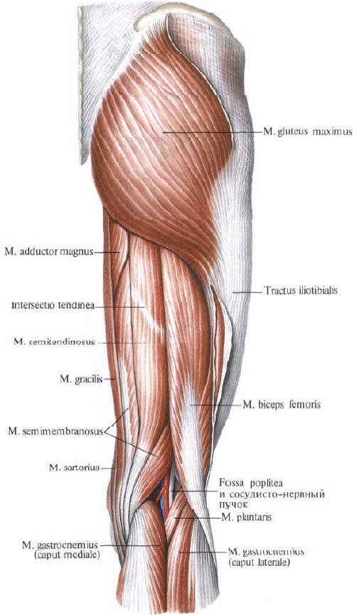 Músculos de Gluteus (glúteo máximo)