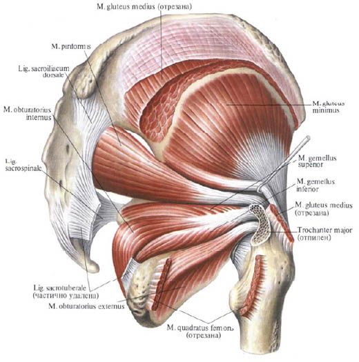 Músculos de Gluteus (músculo glúteo medial)